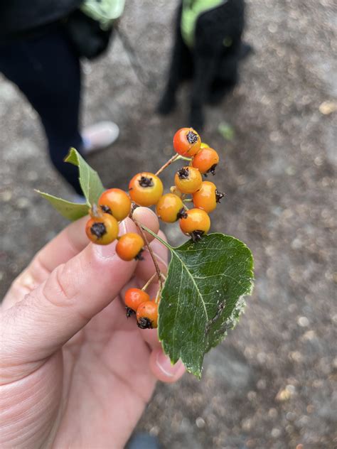 Xylitol Dogs Uk at Arthur Dwyer blog