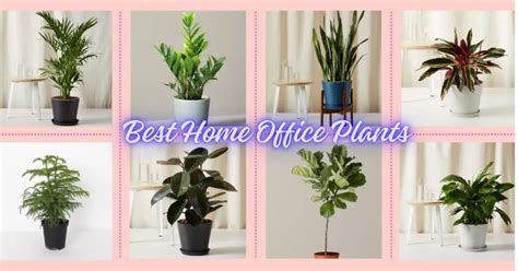 Best Home Office Plants - Plants for home