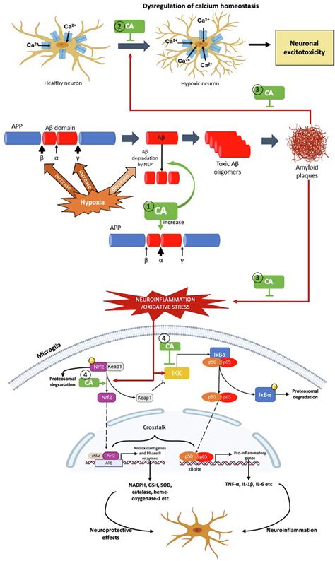 Frontiers Hypoxia Induced Neuroinflammation In Alzheimers Disease