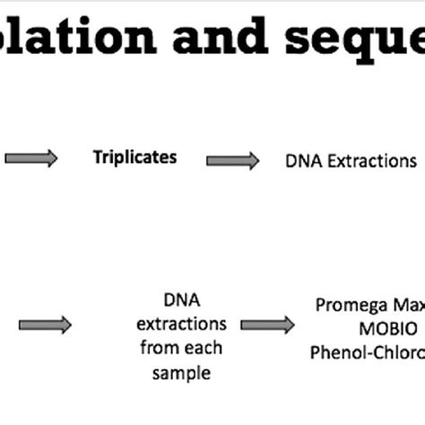 Experimental Design For Dna Isolation And Sequencing A Dna Extraction Download Scientific