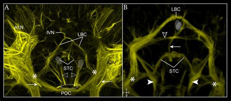 Development Of The Stomatogastric Nervous System In M Norvegica