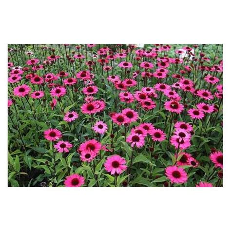 Rode Zonnehoed Echinacea Purpurea Summer Cloud Vaste Planten