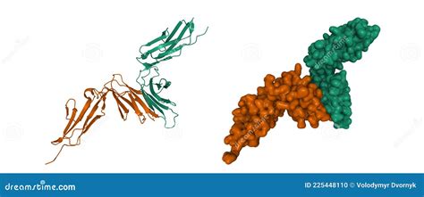 Crystal Structure Of Human Platelet Glycoprotein VI GPVI Stock