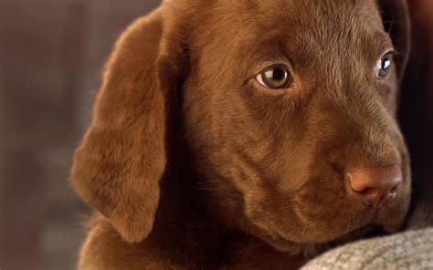 Download Chocolate Labrador Puppy Wallpaper 2560x1600 | Wallpoper #149743