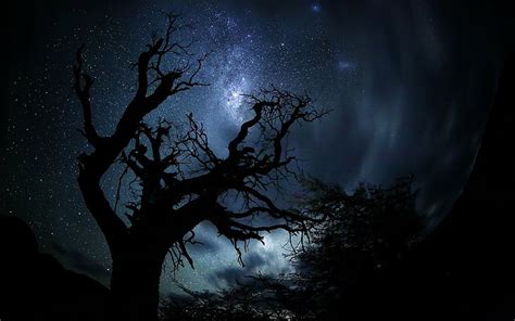 Pohon Pohon Gelap Bumi Malam Bayangan Hitam Langit Langit