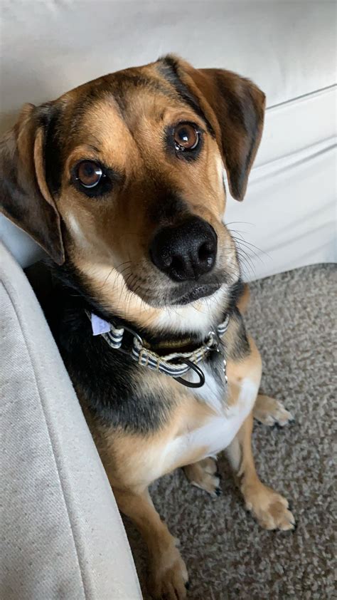 German Shepherd Beagle Lab Mix