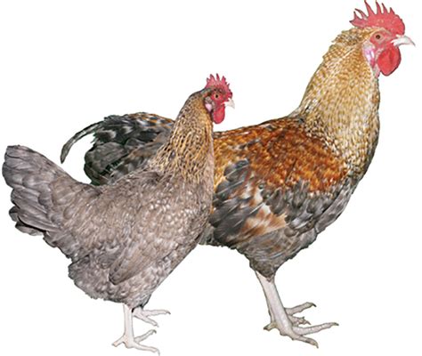 Chicken Breed Glossary Strombergs