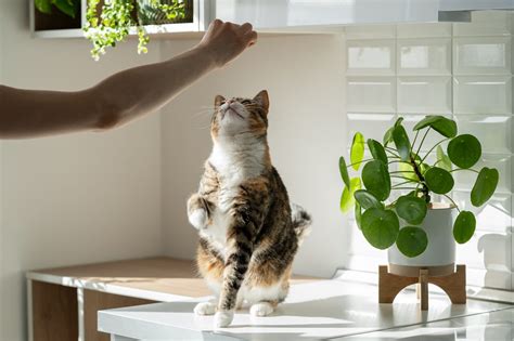 Katzentricks beibringen 10 Tricks für clevere Katzen zooplus