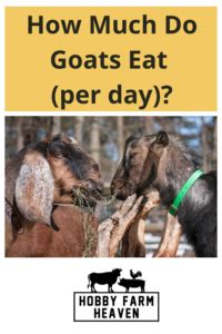 How Much Do Goats Eat Per Day Best Guide Hobby Farm Heaven