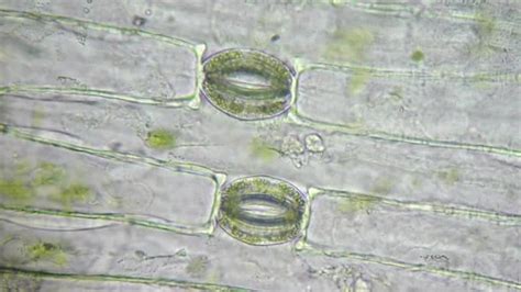 Plant Cell Microscope Chloroplast