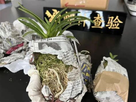 携带外形奇特“小东西”被扣下？一查竟是濒危海关植物