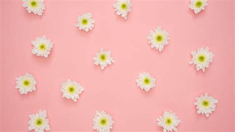 Flower Minimalist, spring minimal HD wallpaper | Pxfuel