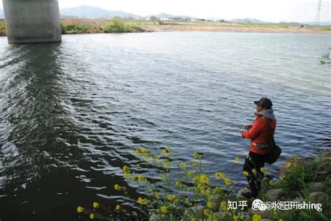 路亚·钓行丨琵琶湖人气导钓的远贺川鲈钓攻略（第三回）【永野总一朗】 知乎