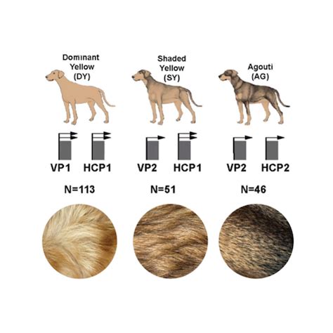 Genetic elements controlling fur color reveal a connection between dogs, wolves, and an extinct ...