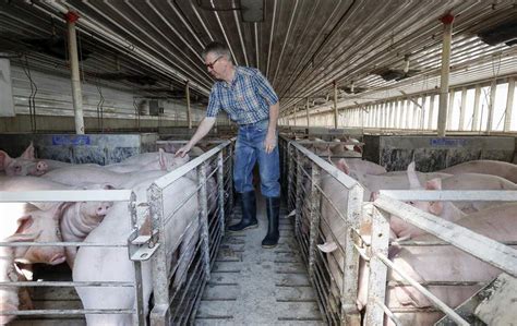 Area Hog Farm Could Be Ohios 3rd Largest The Blade