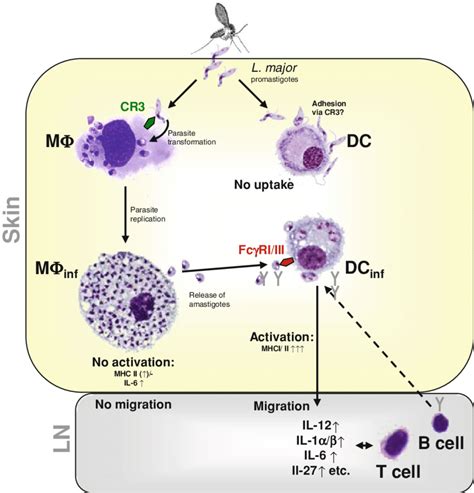 Role Of MU And DC In Cutaneous Leishmaniasis The Parasite L Major Is