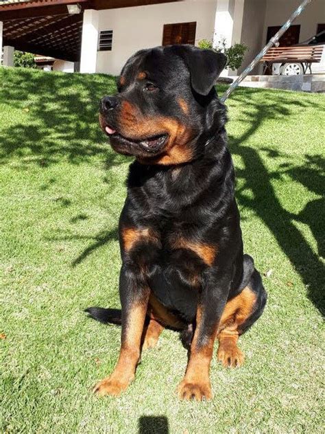 Rottweiler Filhote Puro