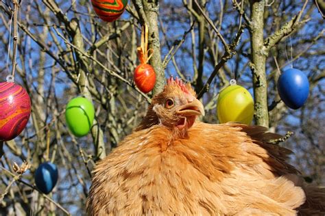 easter chicken eggs  photo  pixabay pixabay