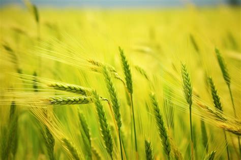 Yellow Wheat Field Yellow Wheat Field View PNG Transparent Image And