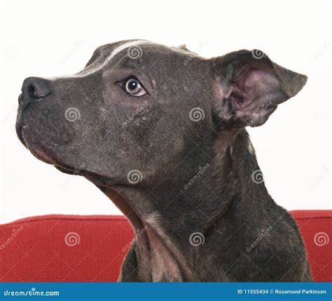 American Blue Pitbull Stock Images - Image: 11555434