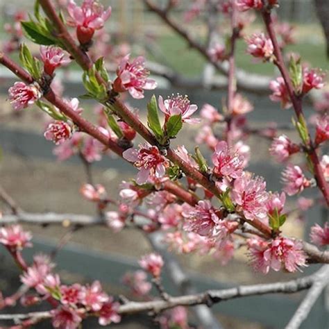 Red Haven Peach Trees For Sale Garden Goods Direct