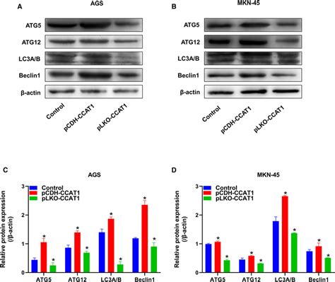 The Expression Level Of LncRNA CCAT1 Gene Affected The Autophagy Level