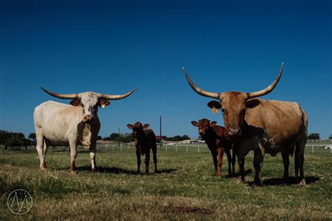 Family Documentary Session on a Texas Longhorn Cattle Ranch - Jeremy ...