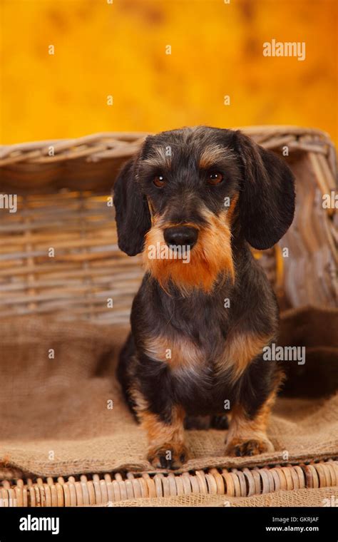 Miniature Wirehaired Dachshundzwergrauhaardackel Stock Photo Alamy