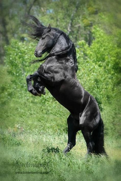 1000+ images about Horse Breeds: Friesian Horses on Pinterest | Baroque ...