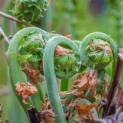 Ostrich Fern Fiddleheads