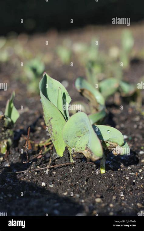 A Brand New Spring Green Sprout Breaking Thru The Soil In The Flower