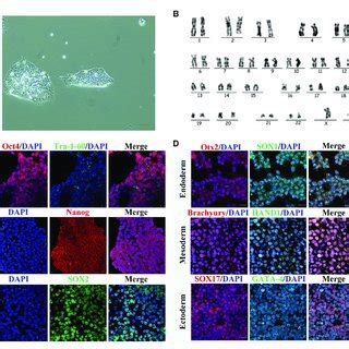 Characterization Of HiPSCs A Normal Monoclonal Morphology Of HiPSCs