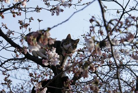 Cherry Blossom Tree Cats 20 Pics