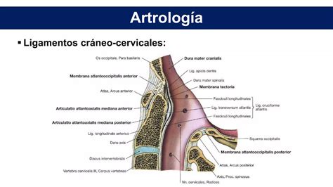 Anatom A De Columna Cervical Ppt