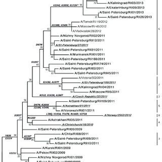 Ha Phylogenetic Tree Of Influenza A H N Viruses The Tree Was