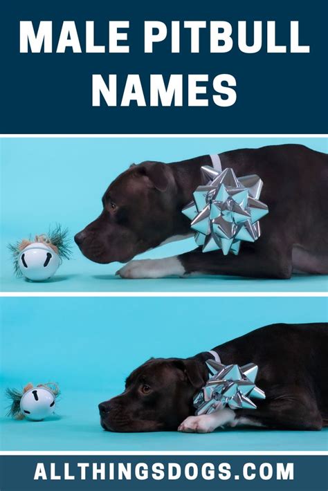 Male Pitbull Names | Pitbull names, Cute names for dogs, Male pitbull names