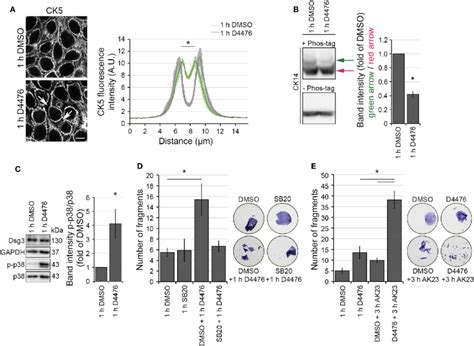 Casein Kinase 1 Inhibition Provoked Keratin Alterations Resembling Download Scientific