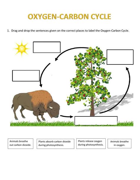 Oxygen-Carbon Cycle worksheet | Live Worksheets - Worksheets Library