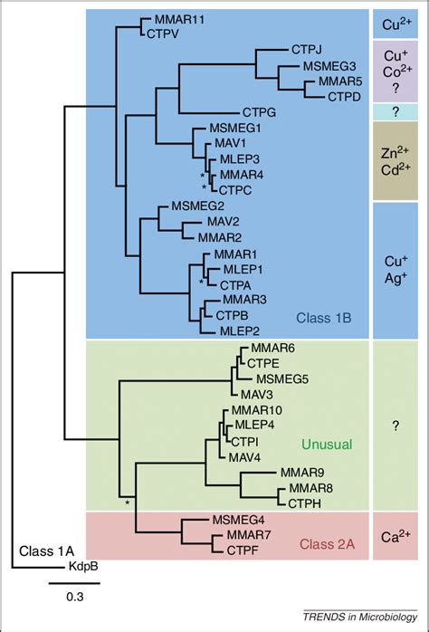 Molecular Phylogeny Of The P Type ATPases Of Mycobacterium