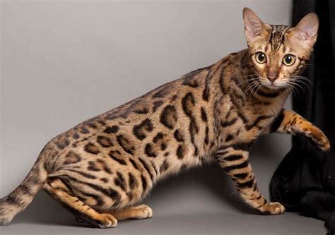 Bengal cat | DinoAnimals.com