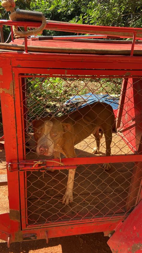 Idoso de 71 anos pede ajuda dos bombeiros após ser atacado por Pit bull