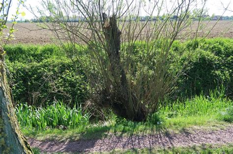 Gc Rfpx Arbre En Bord Des Petites Voyettes Sentier Traditional