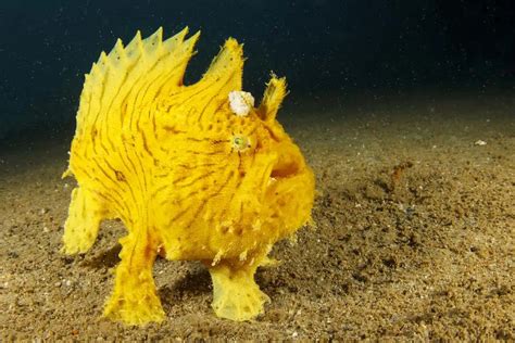 Hide-and-Seek: Ocean Animals with Top-Notch Camouflage - Ocean Conservancy