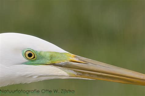 De Grote Zilverreiger Vogelnieuws Van De Noordkop