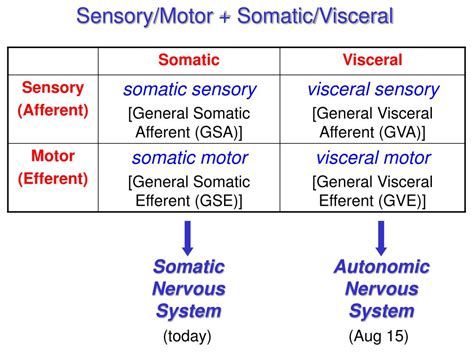 Ppt Peripheral Nervous System 1 The Somatic System Powerpoint