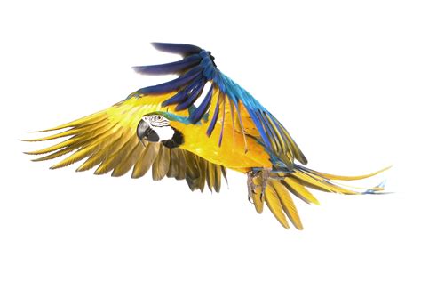 Where Parrots Live and Thrive: Discover The Natural Habitat of Parrots | VIParrot