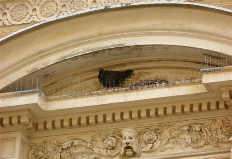 Pigeon Making a Nest on a Building Stock Image - Image of sitting, building: 85791461