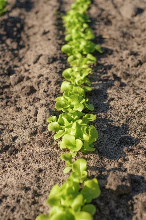 Lettuce Growth Stages & Timelines (With Pictures) | TheGrow