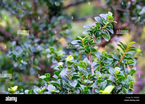 Environment Concepts Carmona Retusa Fukien Tea Tree Or Philippine Tea