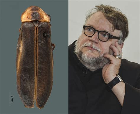 Inspira Guillermo Del Toro Nombre Para Nueva Especie De Luci Rnaga